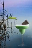 Grasshopper